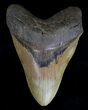 Serrated Megalodon Tooth - North Carolina #18389-1
